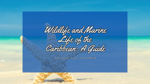 Wildlife and Marine Life of the Caribbean: A Guide